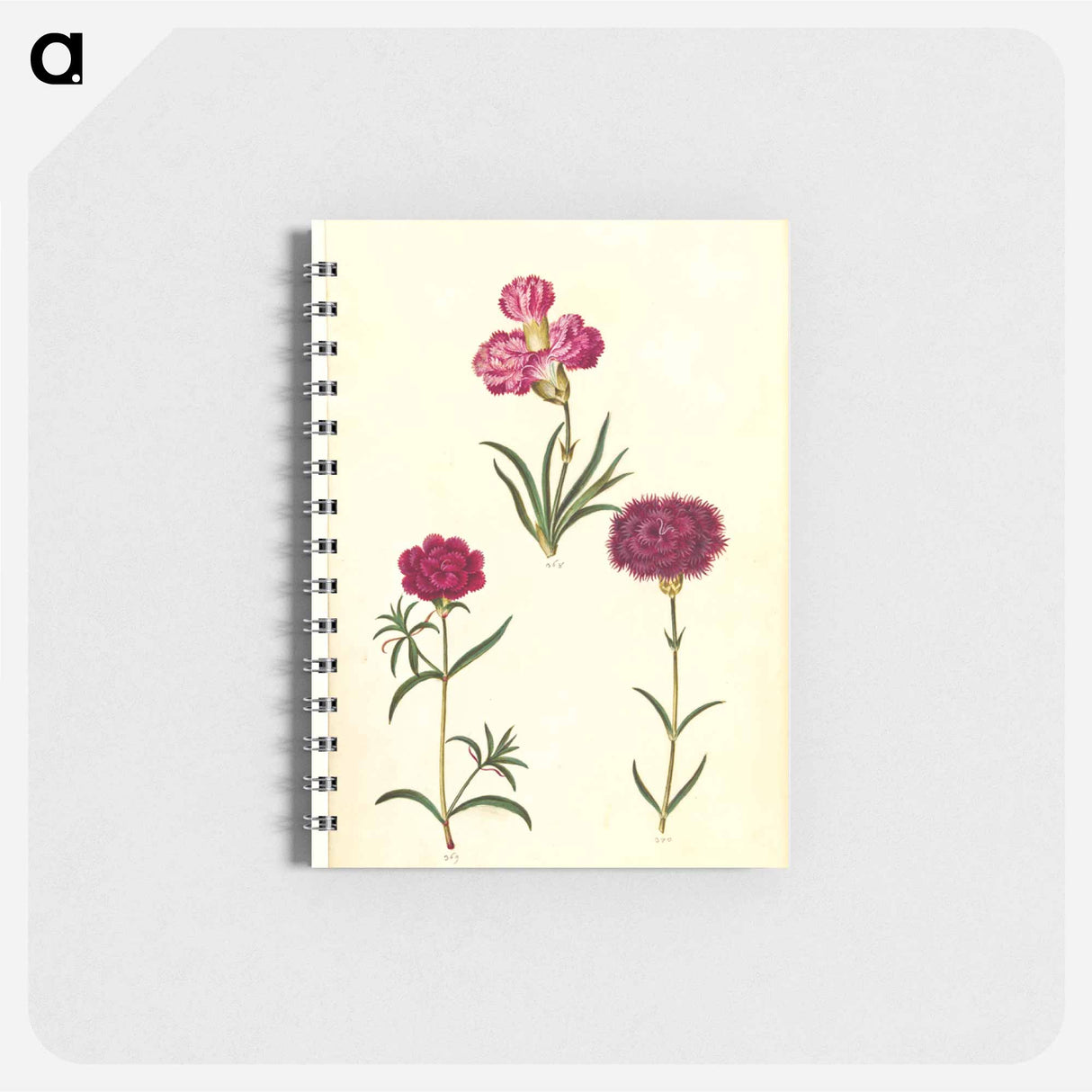 アートメモ帳-Dianthus caryophyllus
 - マリア ジビーラ メーリアン Memo.