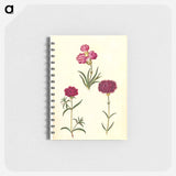 アートメモ帳-Dianthus caryophyllus
 - マリア ジビーラ メーリアン Memo.