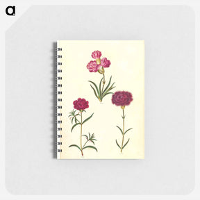アートメモ帳-Dianthus caryophyllus
 - マリア ジビーラ メーリアン Memo.