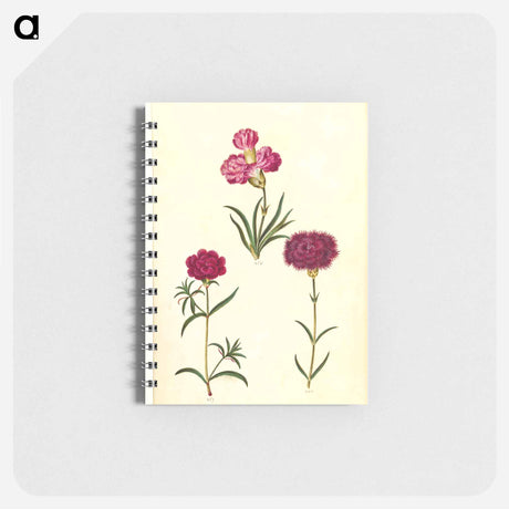 アートメモ帳-Dianthus caryophyllus
 - マリア ジビーラ メーリアン Memo.