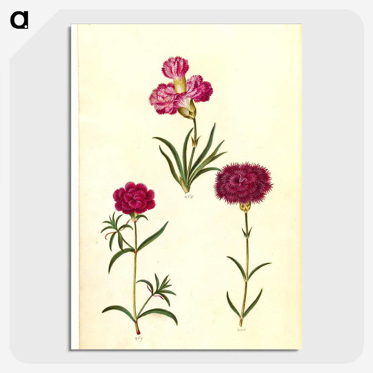 3-27_Maria-Sibylla-Merian_picture-crop