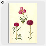 3-27_Maria-Sibylla-Merian_picture-crop
