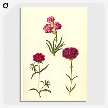 3-27_Maria-Sibylla-Merian_picture-crop