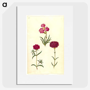 3-27_Maria-Sibylla-Merian_picture
