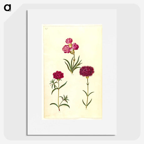 3-27_Maria-Sibylla-Merian_picture