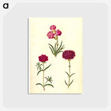 アートポストカード-Dianthus caryophyllus
 - マリア ジビーラ メーリアン Postcard.