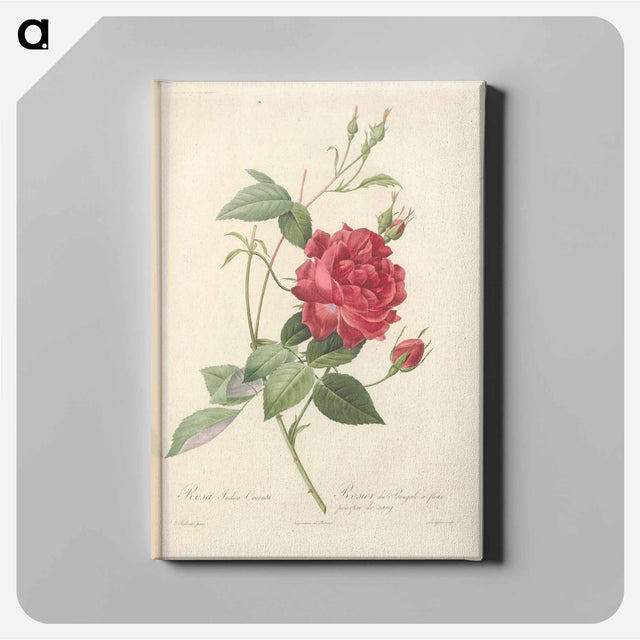 アートパネル-Rose illustration - ピエール ジョゼフ ルドゥーテ Canvas.