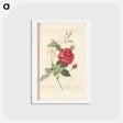 アートポストカード-Rose illustration - ピエール ジョゼフ ルドゥーテ Postcard.