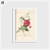 アートポストカード-Rose illustration - ピエール ジョゼフ ルドゥーテ Postcard.