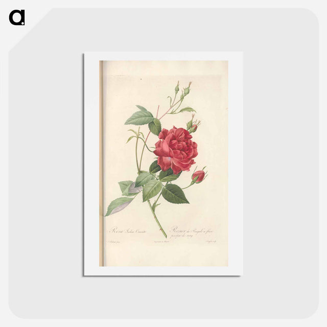 アートポストカード-Rose illustration - ピエール ジョゼフ ルドゥーテ Postcard.