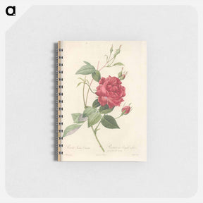 アートメモ帳-Rose illustration - ピエール ジョゼフ ルドゥーテ Memo.