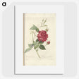 3-27_Pierre-Joseph-Redoute_picture