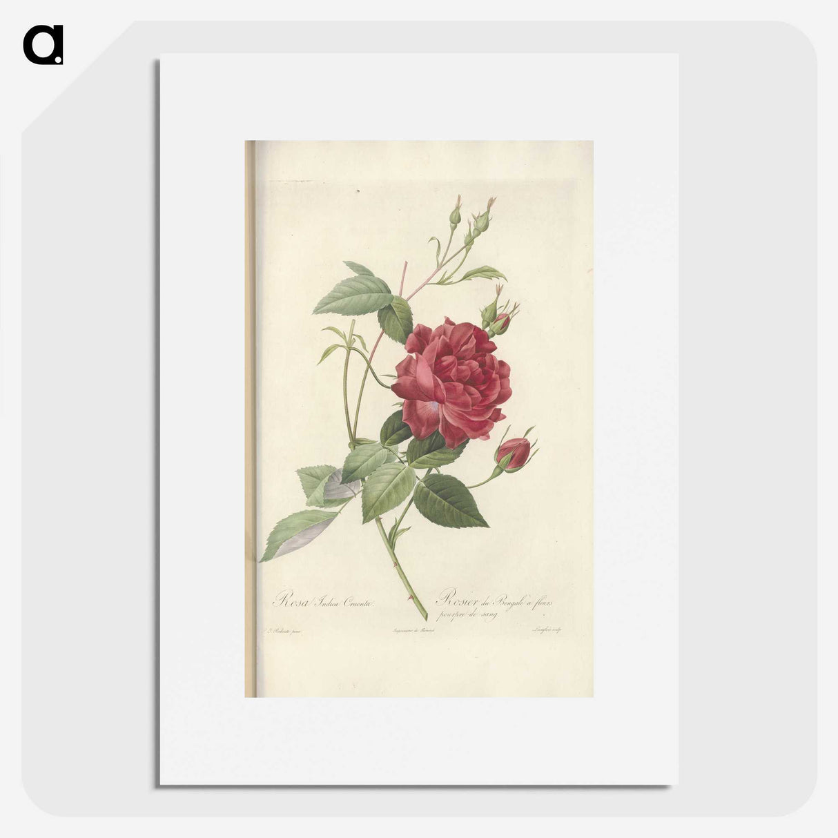 3-27_Pierre-Joseph-Redoute_picture