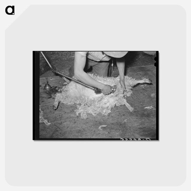 アートポストカード-Shearing a Goat
 - ラッセル リー Postcard.