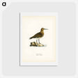 アートポストカード-Dunlin
 - スヴェンスカ フォグラル Postcard.