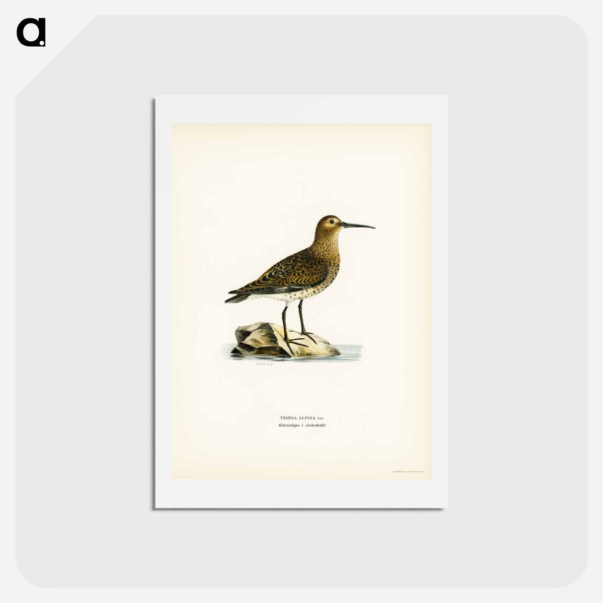 アートポストカード-Dunlin
 - スヴェンスカ フォグラル Postcard.