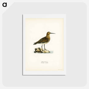 アートポストカード-Dunlin
 - スヴェンスカ フォグラル Postcard.