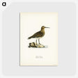 3-27_Svenska-Faglar_postcard