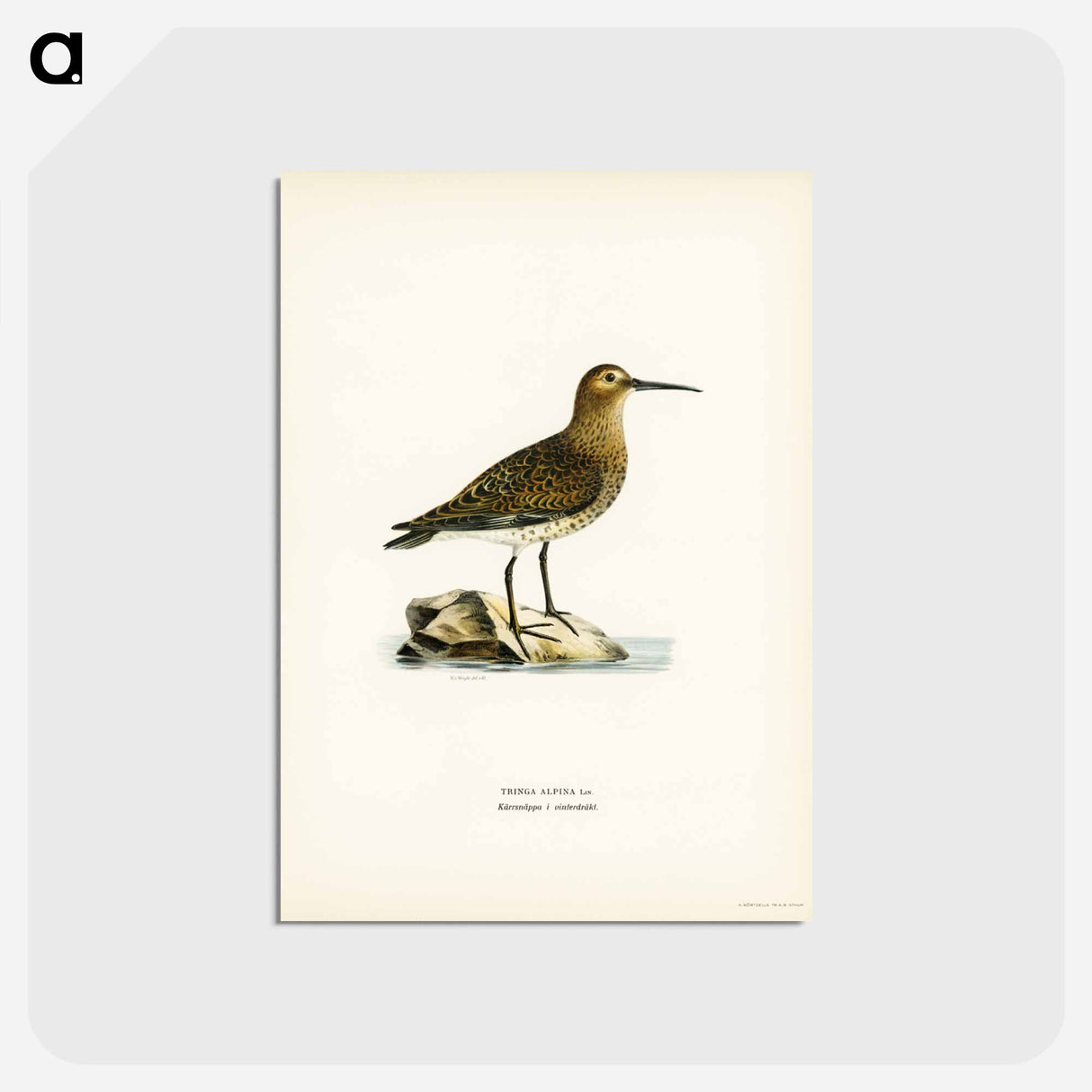 アートポストカード-Dunlin
 - スヴェンスカ フォグラル Postcard.