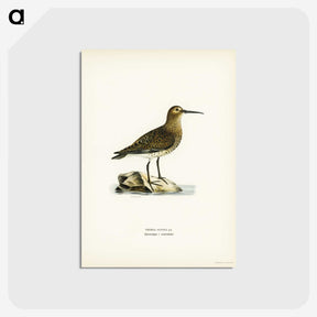 3-27_Svenska-Faglar_postcard