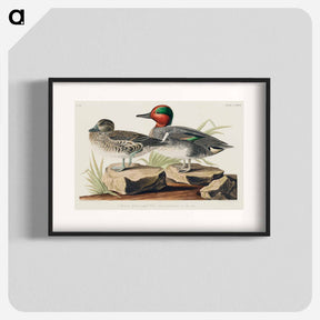 アートポスター-Green winged Teal from Birds of America
 - アメリカの鳥たち Poster.