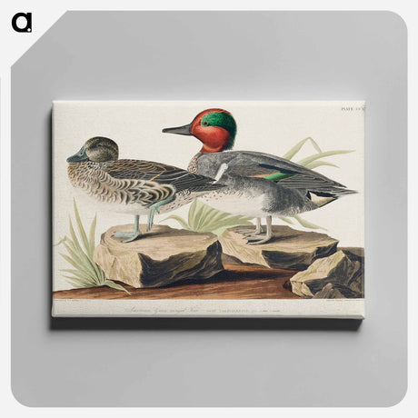 アートパネル-Green winged Teal from Birds of America
 - アメリカの鳥たち Canvas.