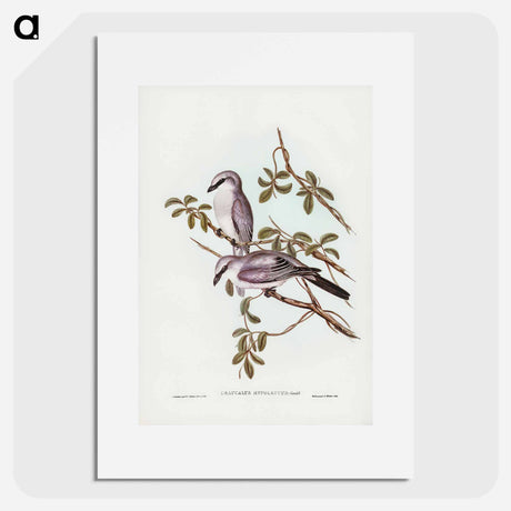 アートポスター-White-bellied Graucalus
- オーストラリアの鳥 Poster.