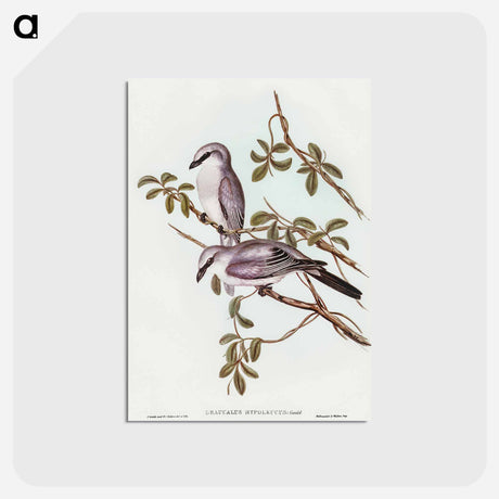 アートポストカード-White-bellied Graucalus
 - オーストラリアの鳥 Postcard.