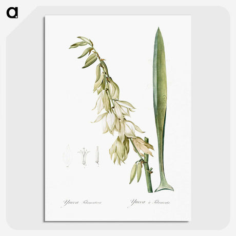3-27_The-Lilies_picture-crop
