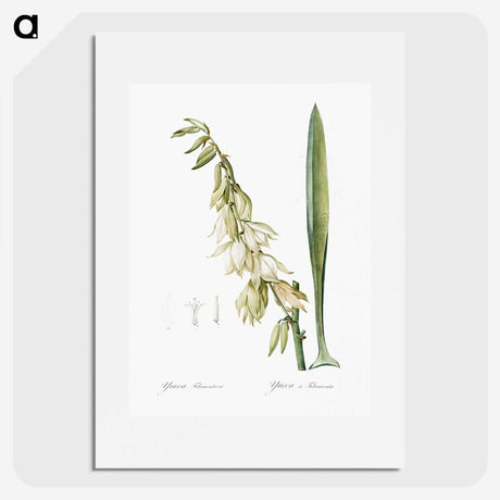 3-27_The-Lilies_picture