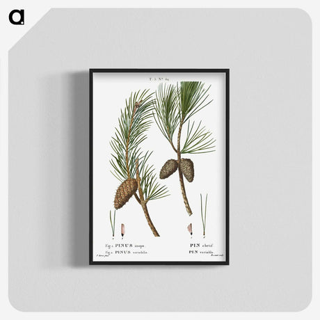3-27_Treatise-on-Trees-and-Shrubs_blk-crop