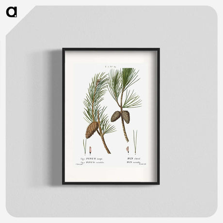 3-27_Treatise-on-Trees-and-Shrubs_blk