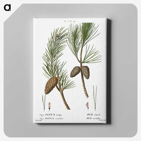 3-27_Treatise-on-Trees-and-Shrubs_canvas