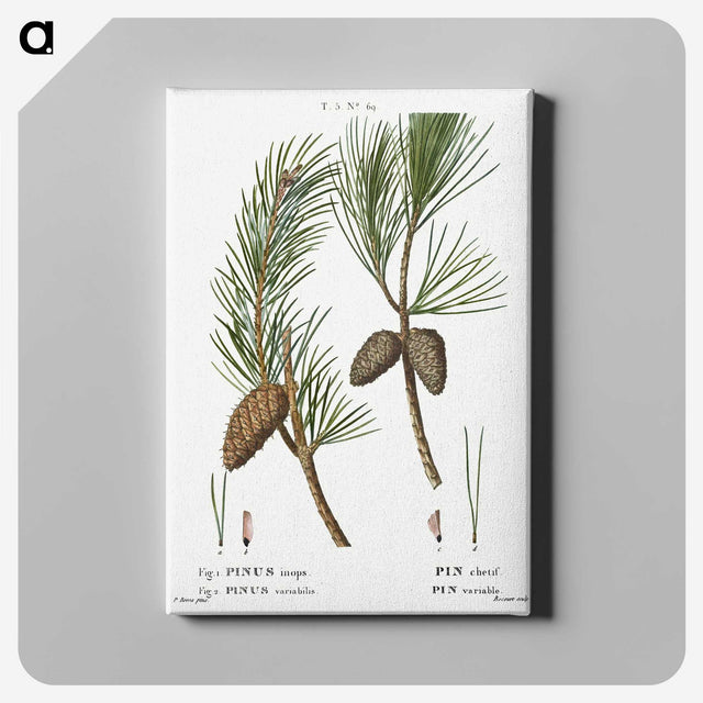 3-27_Treatise-on-Trees-and-Shrubs_canvas