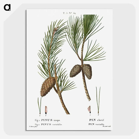 3-27_Treatise-on-Trees-and-Shrubs_picture-crop