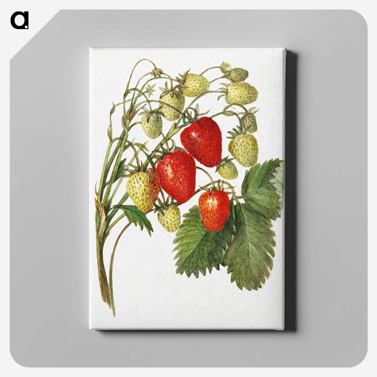 3-27_USDA-Watercolor-Fruit-Painting-Collection_canvas