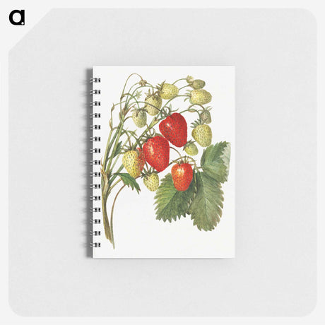 3-27_USDA-Watercolor-Fruit-Painting-Collection_memo