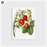 3-27_USDA-Watercolor-Fruit-Painting-Collection_postcard