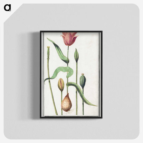 3-28_Anselmus-Boetius-de-Boodt_blk-crop
