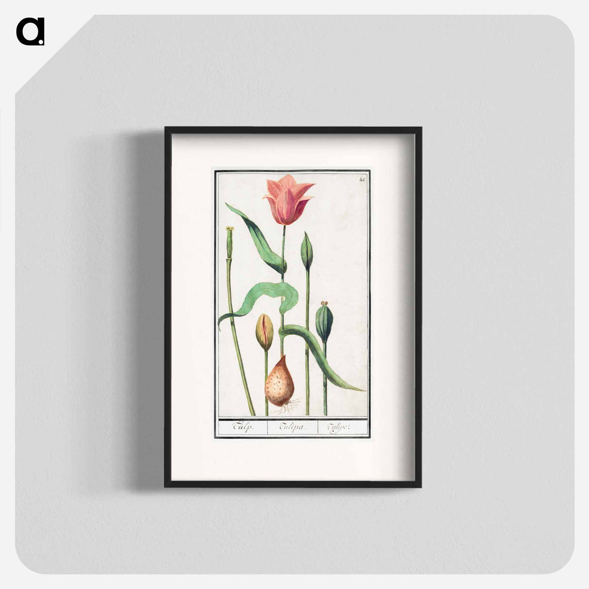 Tulip - アンセルムス ボエティウス デ ブート Poster.