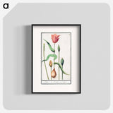 Tulip - アンセルムス ボエティウス デ ブート Poster.
