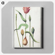 3-28_Anselmus-Boetius-de-Boodt_canvas