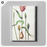 3-28_Anselmus-Boetius-de-Boodt_canvas
