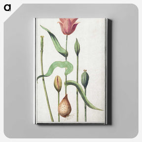 3-28_Anselmus-Boetius-de-Boodt_canvas