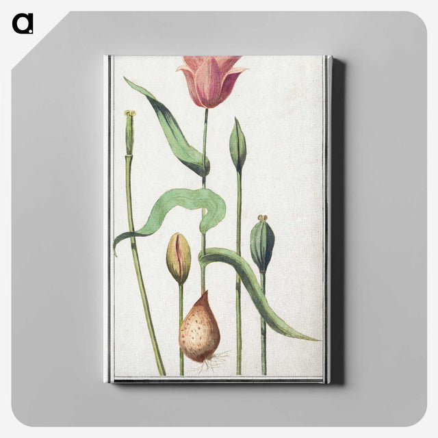 3-28_Anselmus-Boetius-de-Boodt_canvas
