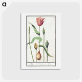 3-28_Anselmus-Boetius-de-Boodt_hagaki