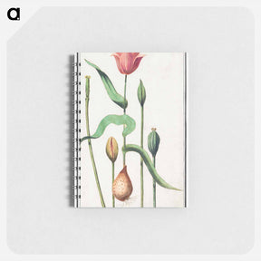 アートメモ帳-Tulip - アンセルムス ボエティウス デ ブート Memo.