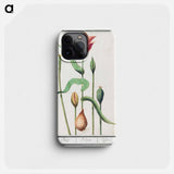 Tulip - アンセルムス ボエティウス デ ブート Phone Case.