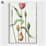 3-28_Anselmus-Boetius-de-Boodt_picture-crop