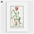 3-28_Anselmus-Boetius-de-Boodt_picture